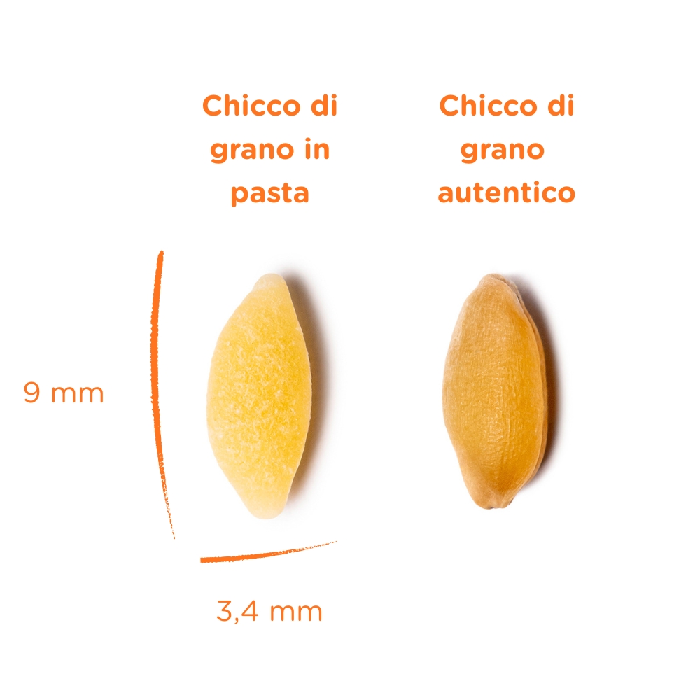 Immagine che mette a confronto un chicco di grano in pasta e un chicco di grano autentico Mancini per apprezzarne la somiglianza