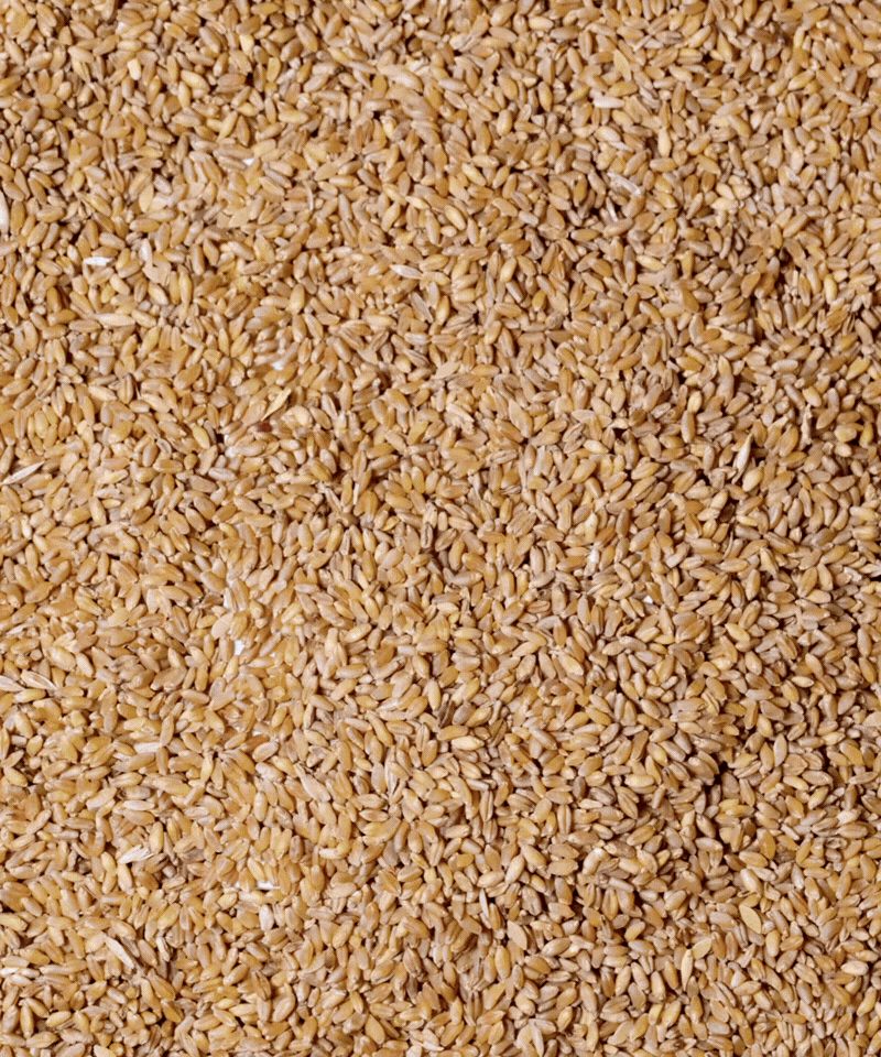 Immagine animata che mostra un pacco di pasta Mancini emergere da un letto di chicchi di grano veri