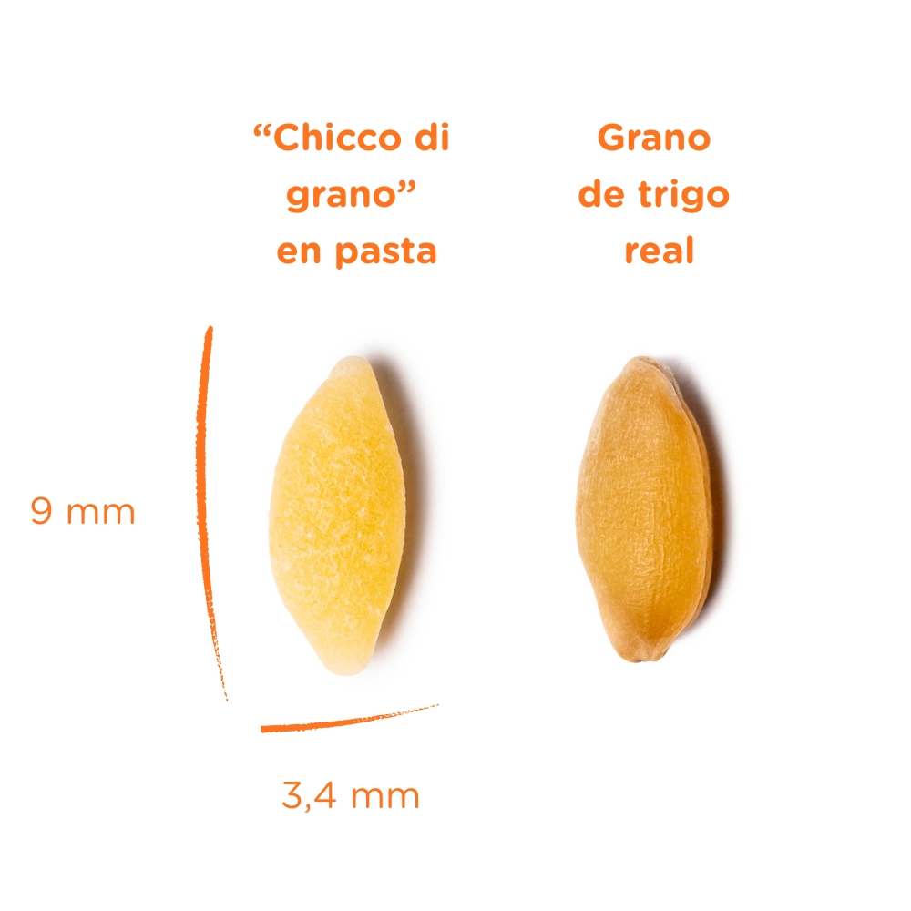 Imagen de comparacion entro un grano de trigo en pasta Mancini y un grano de trigo real.