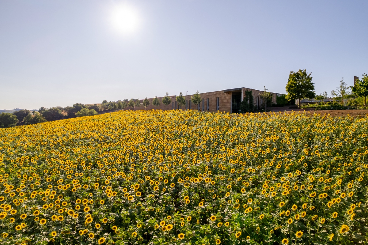 Immagine del sito produttivo di Pastificio Agricolo Mancini in estate con girasoli