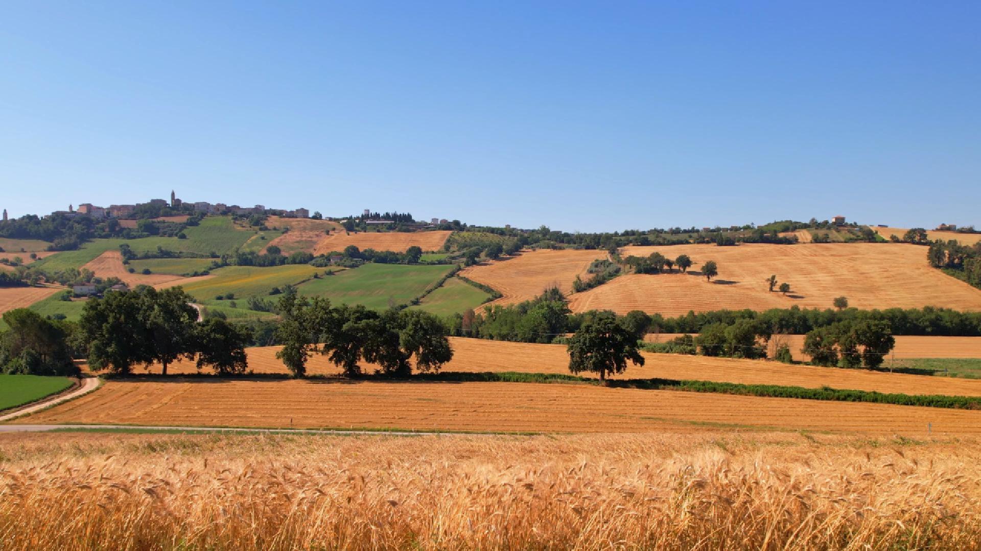 Immagine di anteprima della campagna prima della trebbiatura Mancini